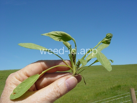 pepperweed, field